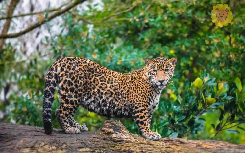 jaguar wildkatze