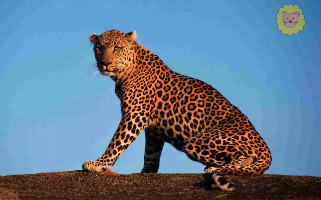 Leopard wildkatze