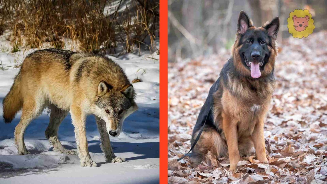 Unterschied Wolf und Hund