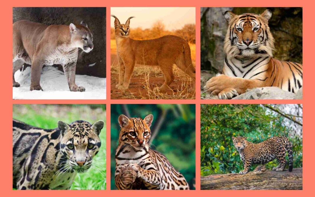 22 Wildkatzenarten Mit Bildern