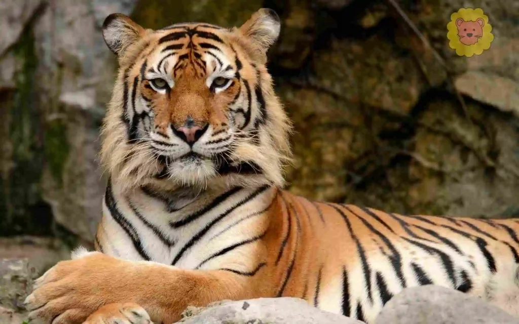 tiger wildkatzenarten