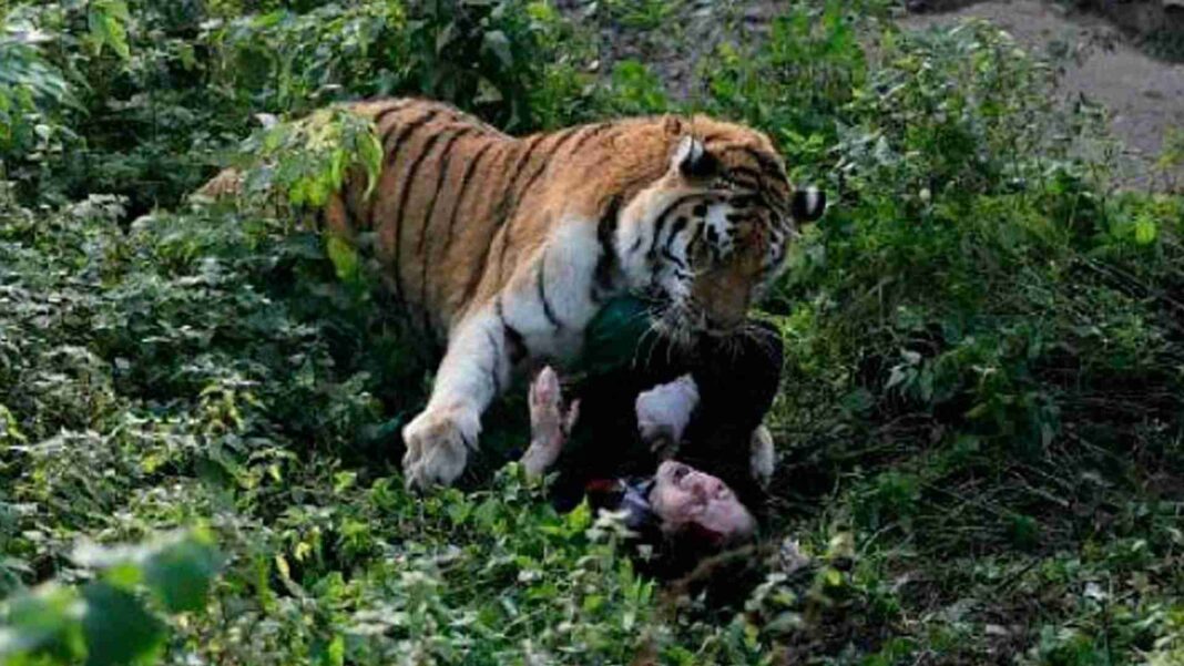Der Brutalste Tiger Der Welt Greift An