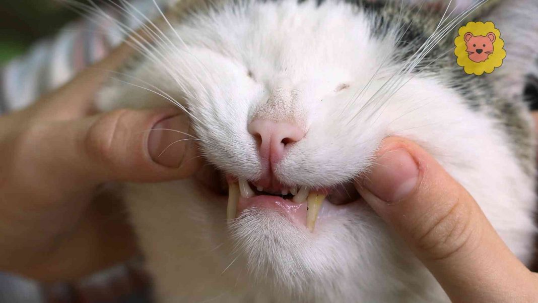 Katze Knirscht Mit Den Zähnen
