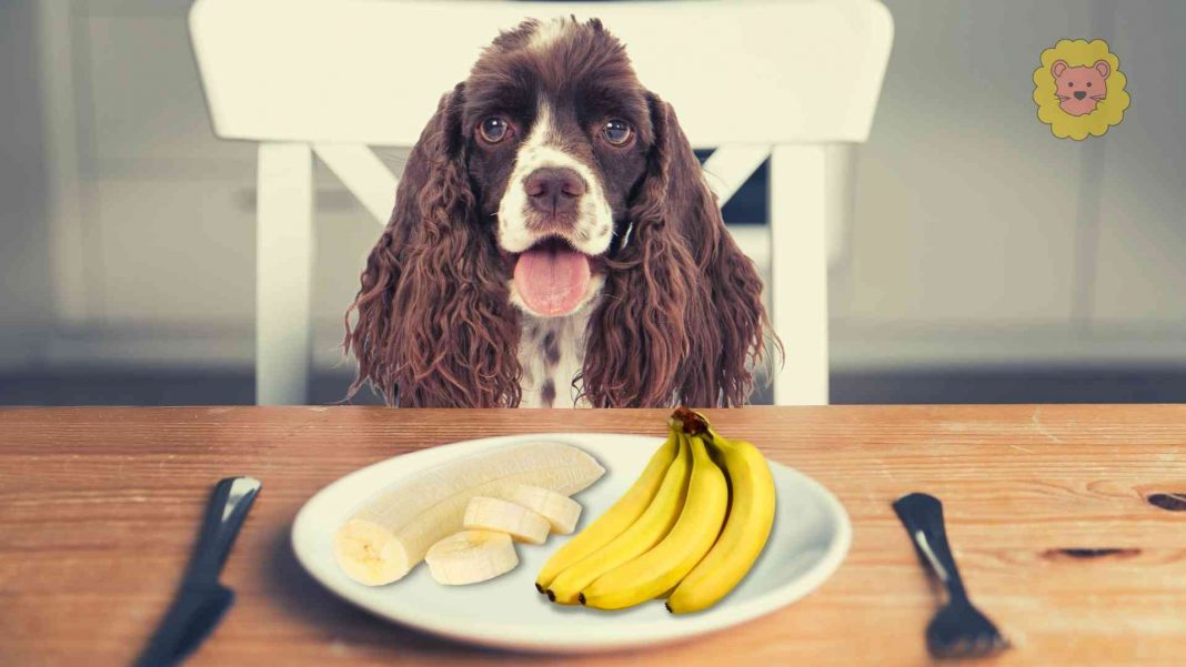 Dürfen Hunde Banane essen?