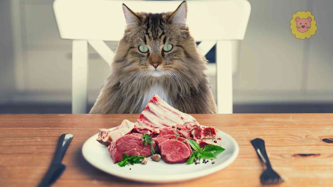 Dürfen Katzen Rohes Fleisch Essen