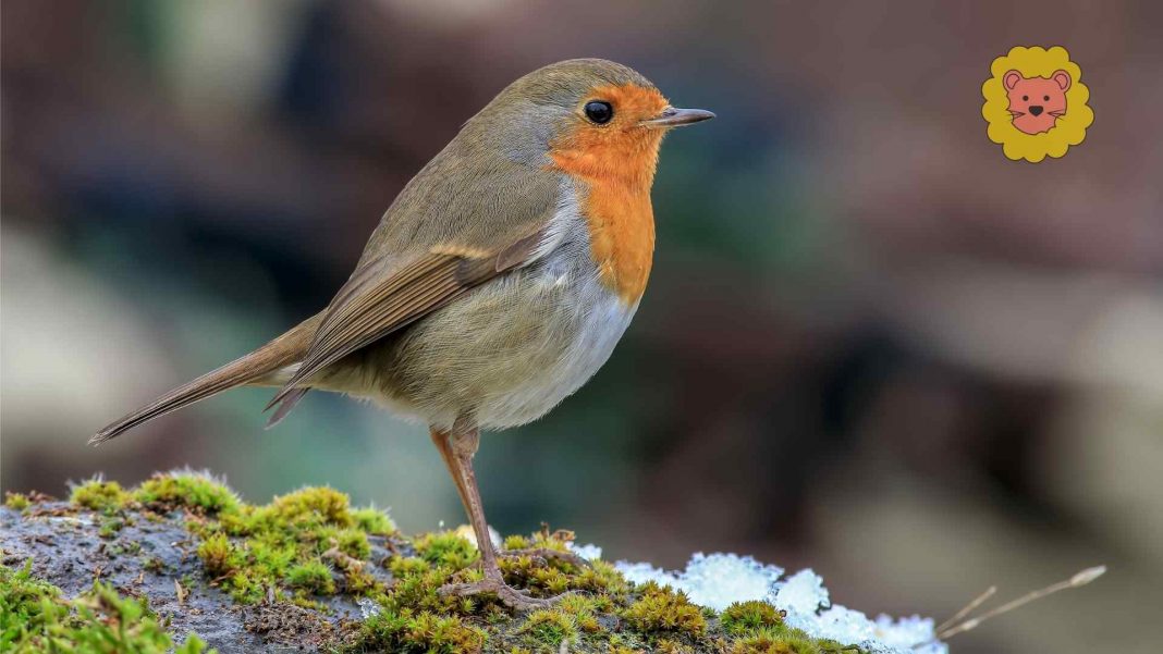 Studie zeigt, dass der Klimawandel die europäischen Vögel grundlegend verändert