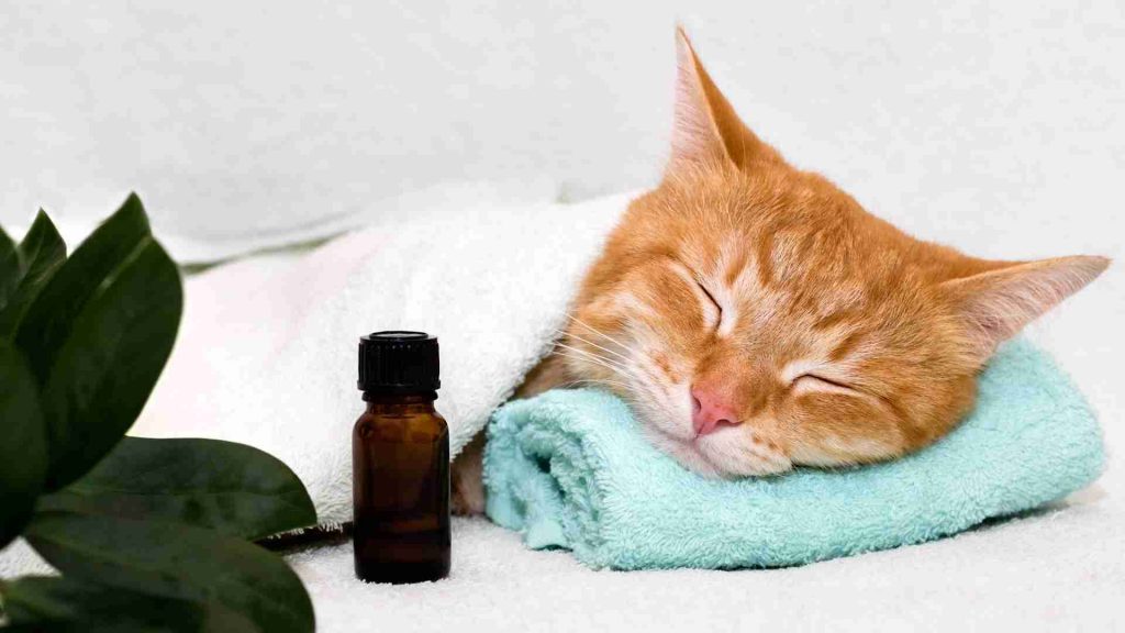 Behandlung von Atemproblemen bei der Katze