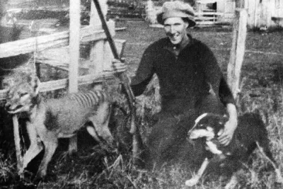Tasmanischer tiger 1930