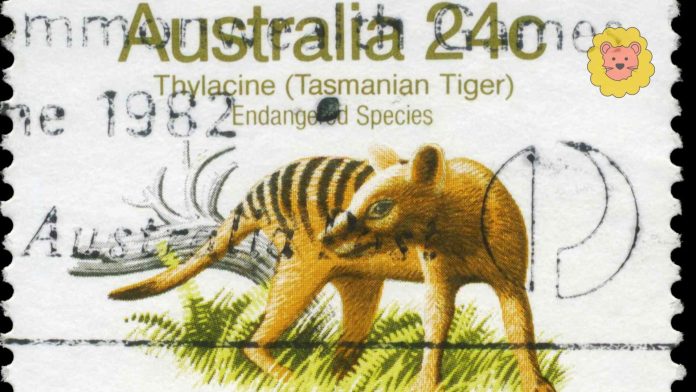 tasmanischer tiger