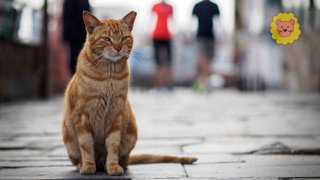 Wie viele Kilometer finden Katzen nach Hause