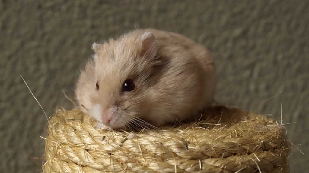 #5 Poppy Ältester Hamster Der Welt