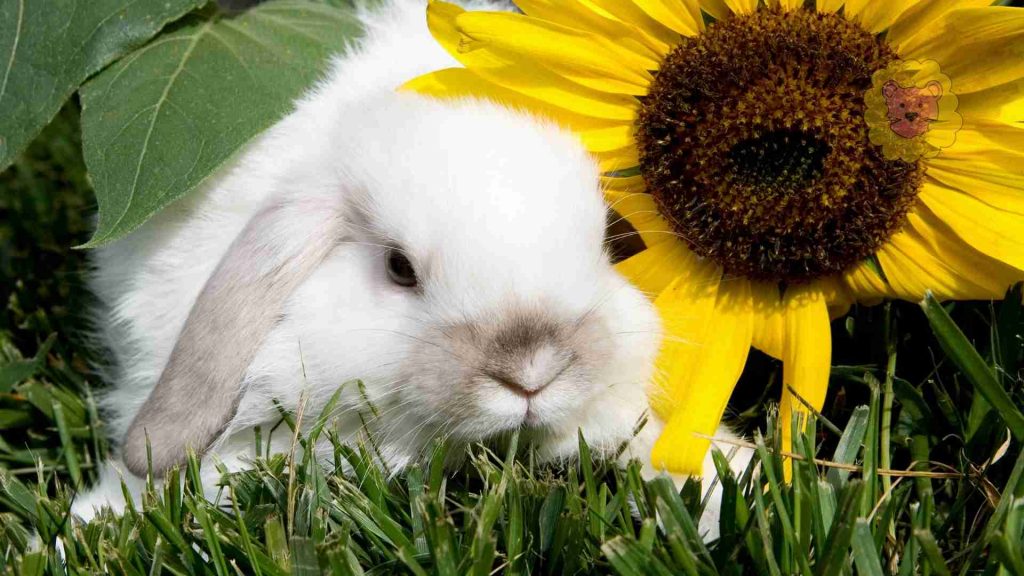 Dürfen Kaninchen Sonnenblumen Essen?