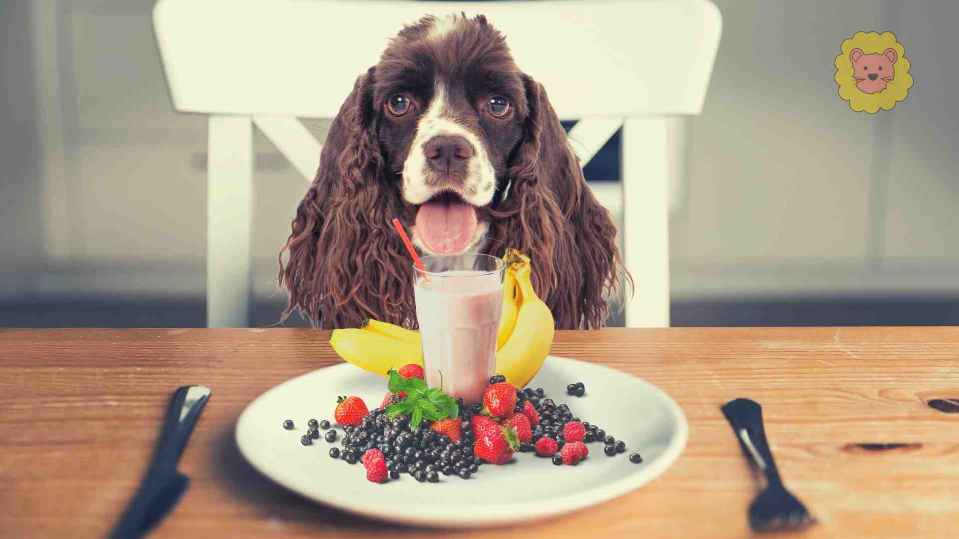 Dürfen Hunde Joghurt essen? | Wichtige Information!