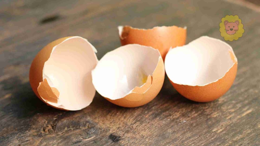 Dürfen Hunde rohe Eier schalen essen?