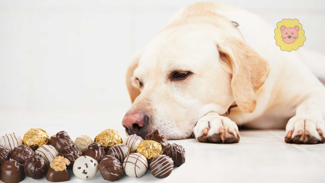 Warum Hunde keine Schokolade essen dürfen?