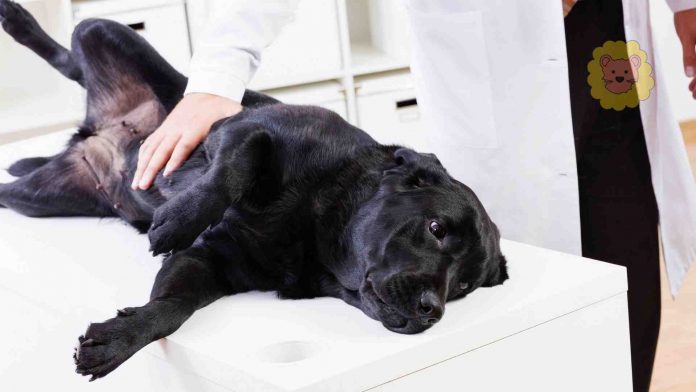Magenschleimhautentzündung Hund