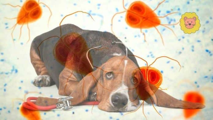 #5 Hausmittel Gegen Giardien Bei Hund: Natürliche Methoden zur Behandlung