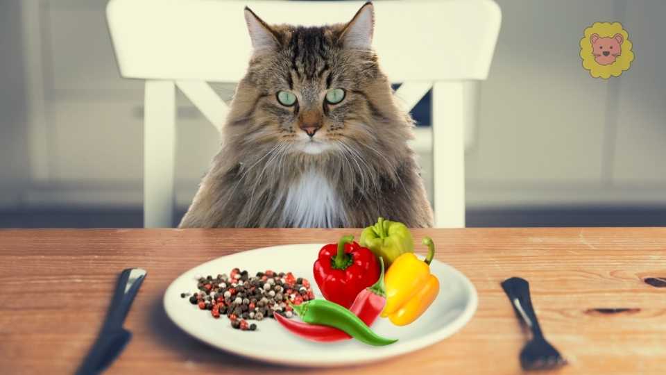Dürfen Katzen Pfeffer & Paprika Essen?
