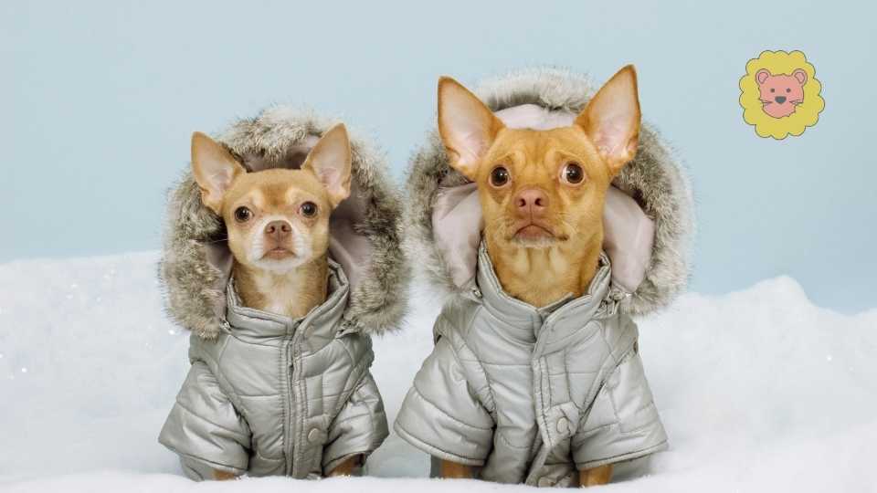 Brauchen hunde im winter einen mantel