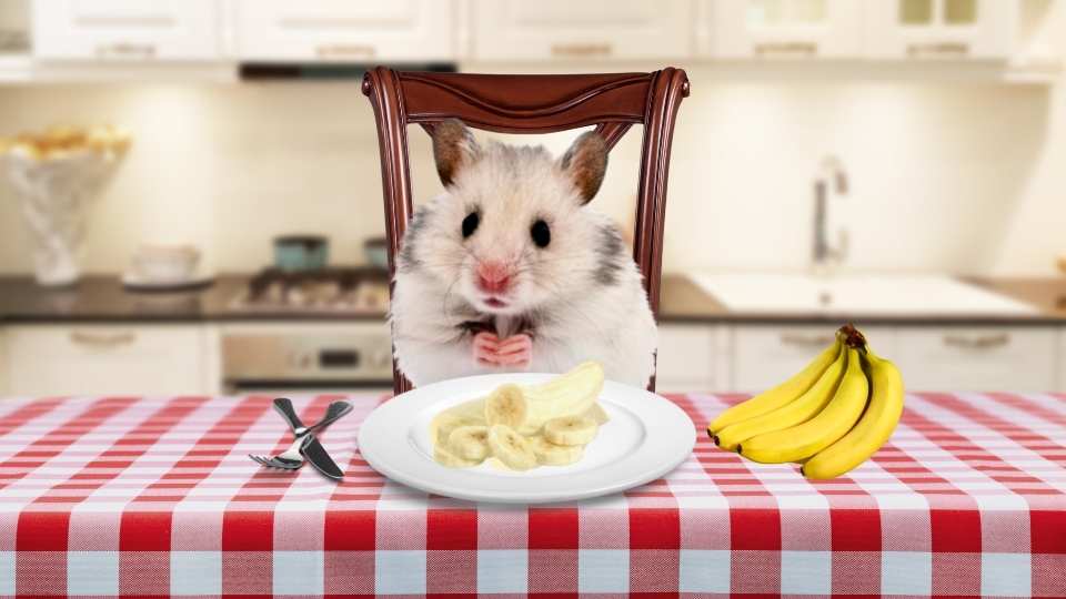Dürfen hamster banana essen?