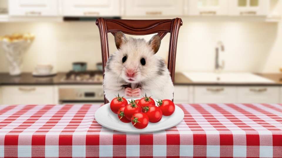 Dürfen Hamster Tomaten essen