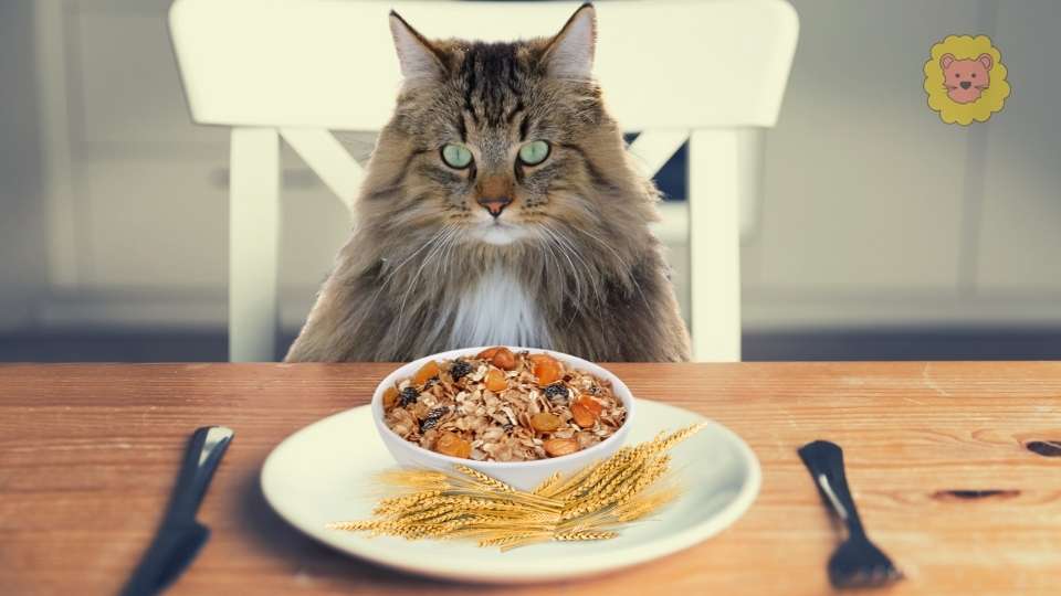 Dürfen Katzen Haferflocken essen?