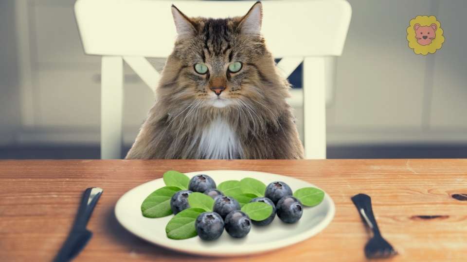 Dürfen Katzen Blaubeeren Essen