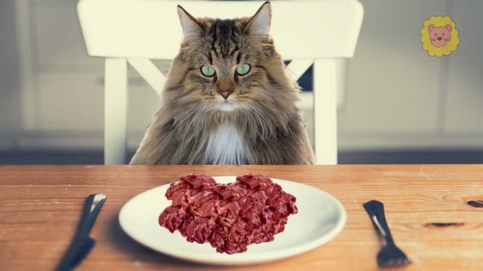 Dürfen Katzen leber essen