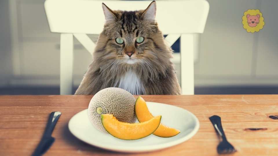 Dürfen Katzen melone essen