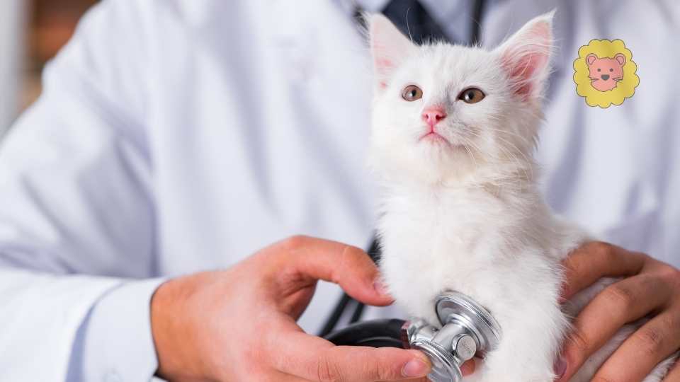 Frühe Katzendiagnosen sind die besten. Wenn Ihre Katze einer Risikorasse angehört oder Sie Bedenken wegen eines Gesundheitszustands haben, suchen Sie so schnell wie möglich einen Tierarzt auf. Möglicherweise benötigen Sie einen Bluttest oder einen Ultraschall, um dies herauszufinden.