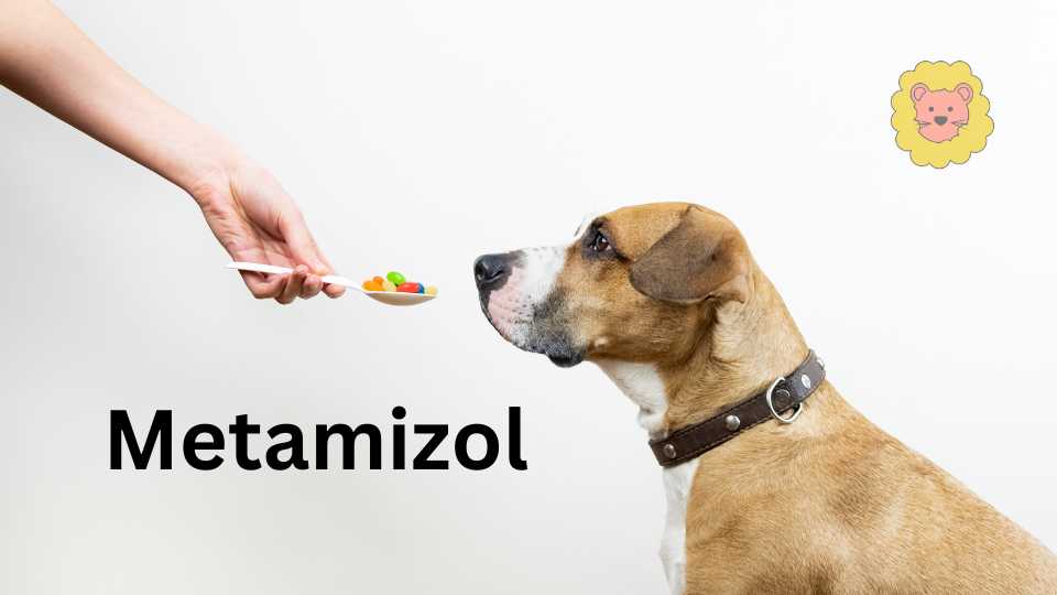 Hilse Mikroprocessor obligat Metamizol 500 mg tabletten Hund | dosierung, Nebenwirkungen, Erfahrung |  TiereWissen